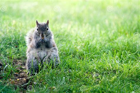 Squirrel Eating Corn Stock Image Image Of Soft Knibbling 2682197