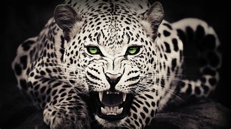 Glass eyes, blue eyes, cat eyes, animal eyes, blue cat eyes, creature eyes, realistic eyes, taxidermy eyes. Wallpaper : animals, green eyes, wildlife, big cats, whiskers, leopard, Jaguar, fauna, 1920x1080 ...