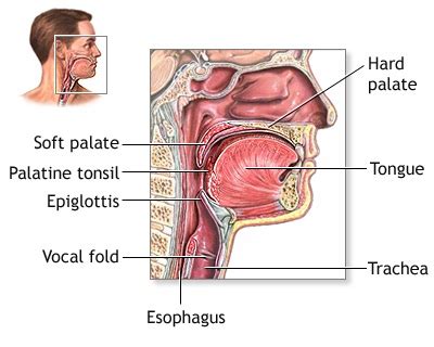 Throat Anatomy Throat Parts Pictures Functions HealthMD