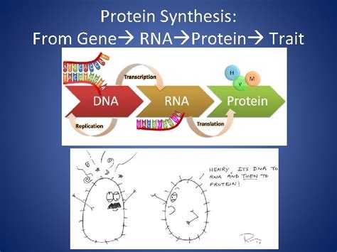 Japan is more focused on industrial robotics in general and chose to make the investment in laboratory robotics. How Do Proteins Relate To Traits / Genetic Engineering Of ...