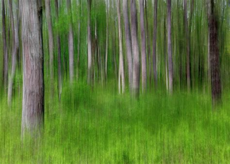 Byrne state forest, formerly known as lebanon state forest, is located in the northern part of the new jersey pinelands. Brendan T. Byrne State Forest, Photograph by David DesRochers