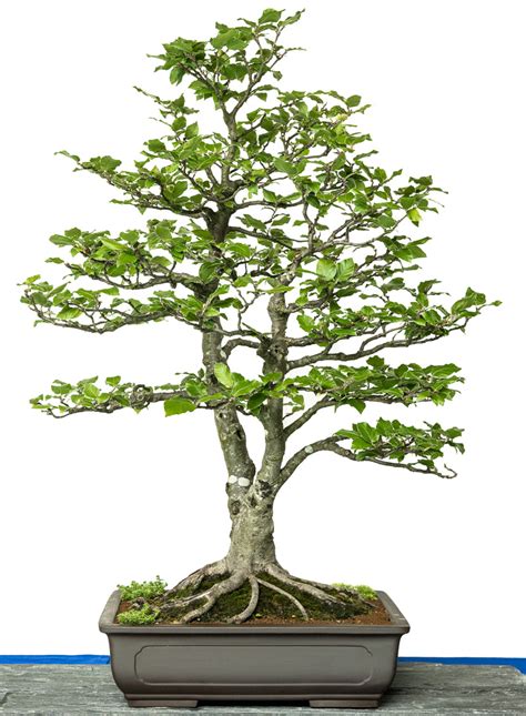 Sistema de facturación gratuito del sii. Bonsai-Bäume der Ausstellung des AK Aichtal-Filder 2014 ...