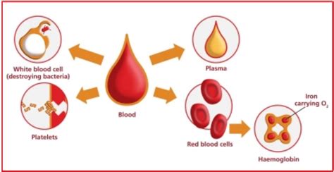 Check spelling or type a new query. BIOLOGI GONZAGA: HEMOGLOBIN (Hb)