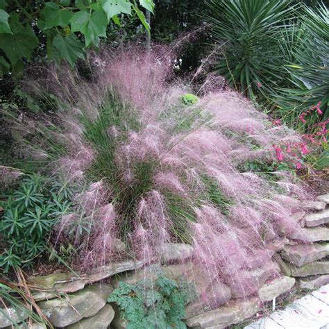 Deptford pinks resent disturbance in their bloom year, but it is possible to move them. Muhlenbergia Pink Muhly Grass from Wayside Gardens