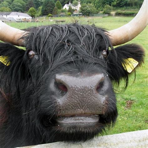 Black Highland Cow My Bonnie Is So Sweet I Just Love Her Cow