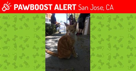 Visit our san jose veterinarian today to ensure your pet's health. Found/Stray Male Cat in San Jose, CA 95111 (ID: 4643919 ...