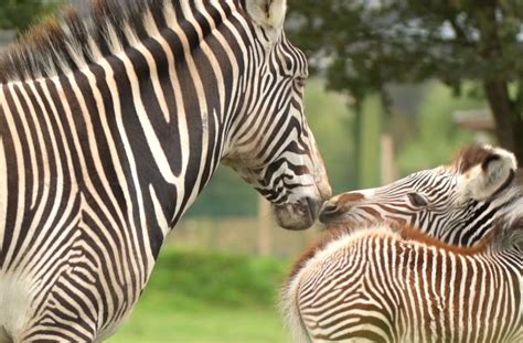 Endangered Zebra Unexpectedly Gives Birth As Visitors Tour Zoo