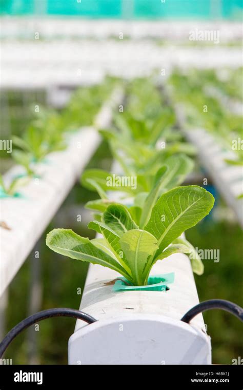 Hydroponics Vegetable Farm Stock Photo Alamy