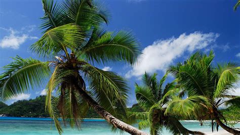 Download Wallpaper 3840x2160 Beach Tropics Sea Sand Palm Trees