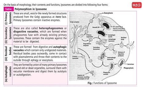 Preventative screening for holistic practitioners. Biology Today 2020 | Biology notes, Biology, Concept map