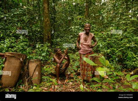 Bayaka Pygmies In The Equatorial Rainforest Central African Stock