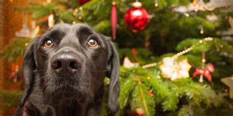 Find & download free graphic resources for christmas tree. How To Make Sure Christmas Tree Is Safe For Dogs And Cats