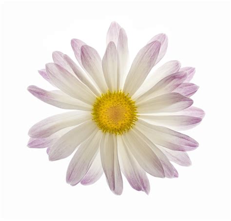 White And Purple Daisy Flower Isolated Free Stock Photo Freeimages