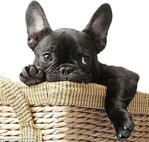 The french bulldog should not weigh more than 28 pounds, making him easily portable. French bulldogs are one of Britain's fastest growing ...