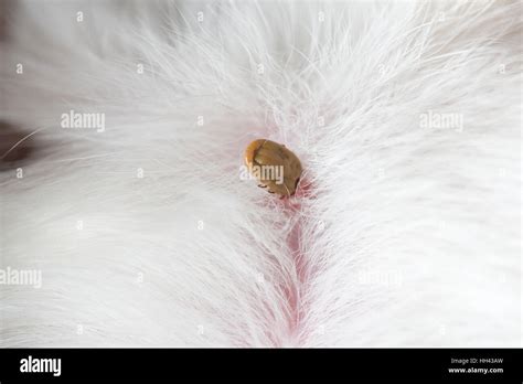 Tick On Skin Hi Res Stock Photography And Images Alamy