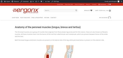 Peroneal Muscle Anatomy Docpods