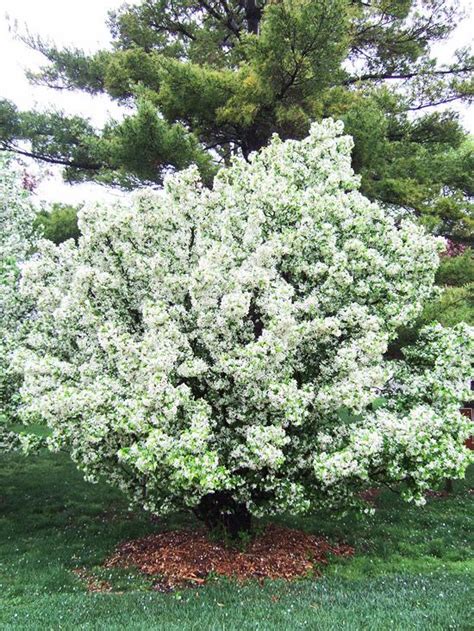 This camellia relative provides low canopy coverage up to 10 feet tall. Best Crabapples for Your Yard | Garden shrubs, Flowering ...