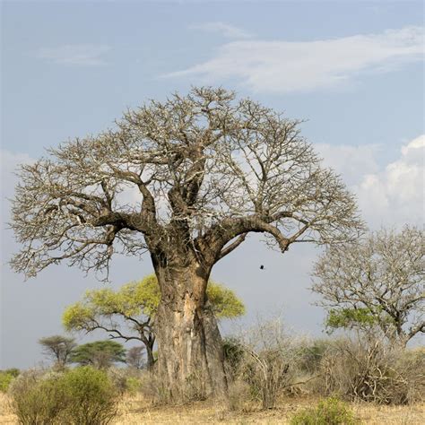 Balboa Tree In The Serengeti Stock Photo Image Of National People