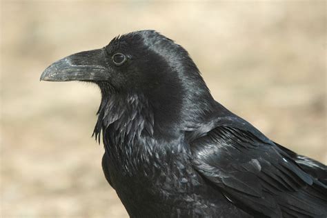 Corvus Corax Common Raven