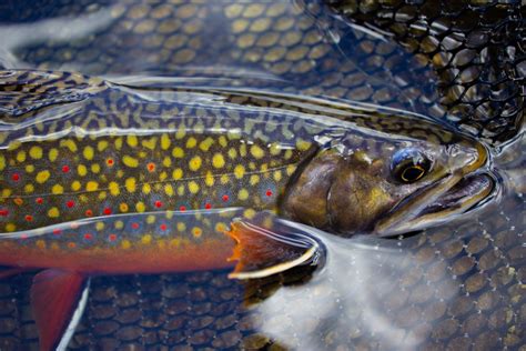 Brook Trout Ndow