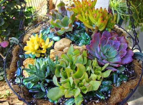 10 Especies De Cactus Y Plantas Suculentas Fáciles De Mantener Y