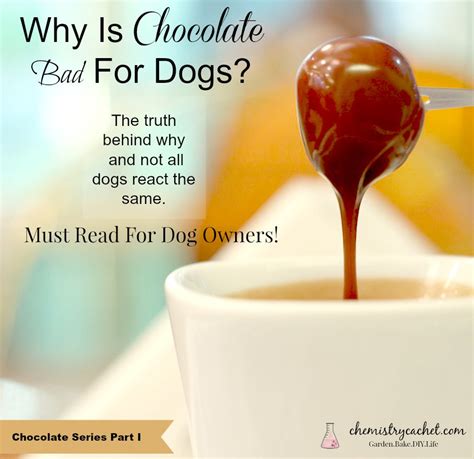Check spelling or type a new query. What Are the Reasons Why Chocolate is Bad for Dogs? Quick ...