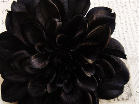 Pin On THE VERY NATURE OF BLACK