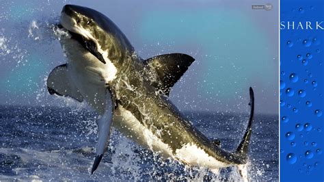 Check spelling or type a new query. 50+ Live Shark Wallpaper for PC on WallpaperSafari