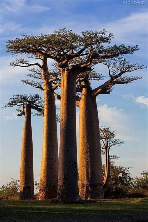 Beautiful Africa In 2020 Weird Trees Nature Tree Unique Trees