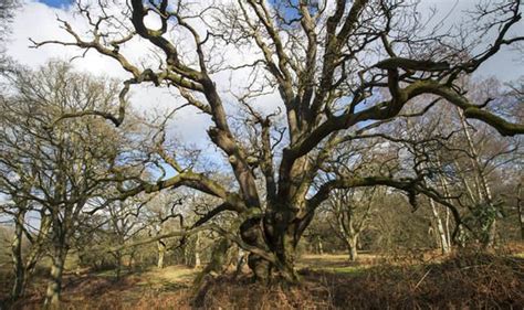 Greatest Collection Of Ancient Oak Trees Discovered In Britain Pro
