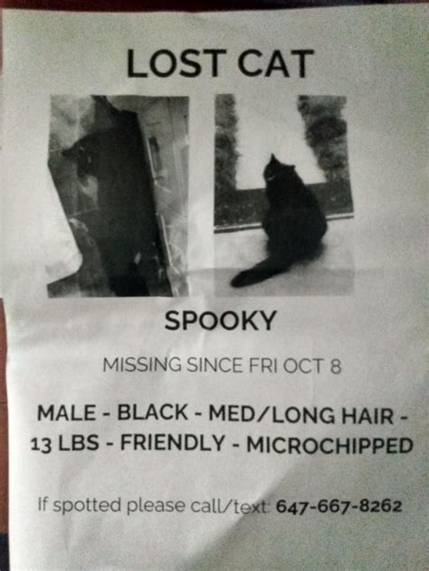 Lost Black Cat In Little Italy Area Got This Notice In Mailbox But It Doesnt Look Like My