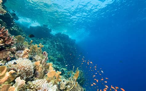 Download Wallpapers Underwater World Ocean Coral Reef