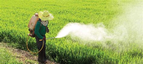 Risks From Using Pesticide Outweigh Benefits Ethiopian Business Review
