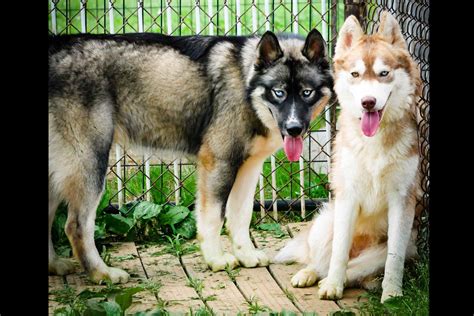The Siberian Empire Puppies For Sale