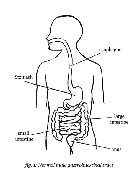 Digestive System Coloring Page