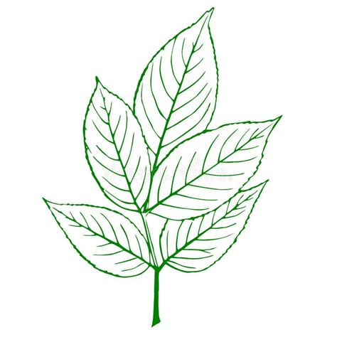 Outline Of A Green Plant Royalty Free Stock Photo Image 30342405