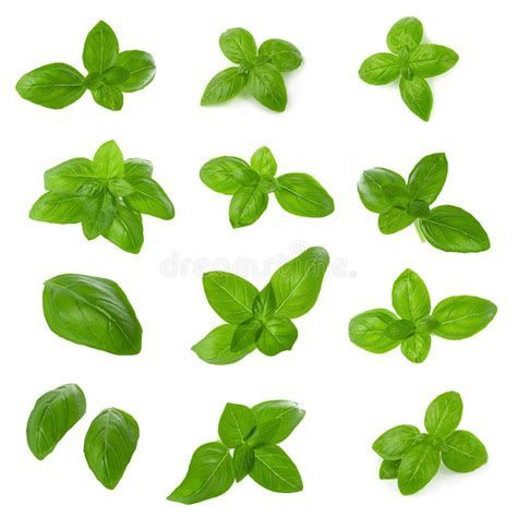 Close Up Of Fresh Green Basil Herb Leaves Isolated On White Background