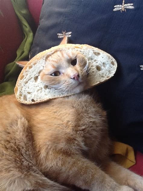 21 Best Images About Cat Breading On Pinterest Cats Sculpture And Pizza