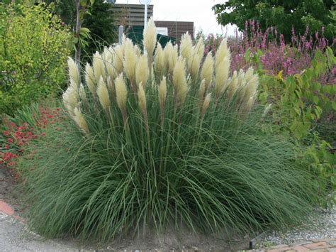 Das pampasgras (cortaderia selloana) gehört zu den auffälligen vertretern unter den ziergräsern und begeistert im sommer mit großen, weißen blütenrispen. Plant van de week: Pampasgras (Cortaderia selloana) | Spul ...