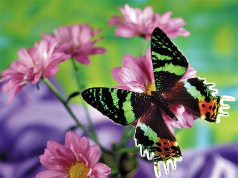 Flower And Butterfly Wallpapers ~ High Definition Wallpaperscool Wallpapersnature Wallpapers
