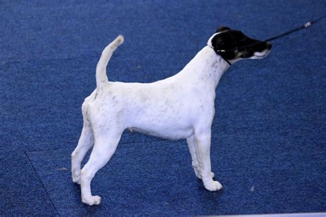 Foxterrier (2) foxterrier (drahthaar) (7) foxterrier (glatthaar) (13) französische bulldogge (1.229) französische laufhunde (2) frenchie pug (6) germanischer bärenhund (3) goldendoodle (92) golden retriever (181) gordon setter (12) greyhound (2) griffon korthals (1) groenendael (1) havaneser (164) havapoo (19) hovawart (31) irish setter (18. Foxterrier - Hunderasse F - Hundeseite.de
