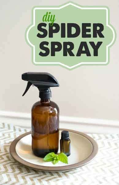 Dont Just Kill Spiders With Conventional Pest Control Keep Them Away