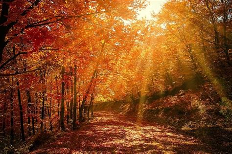 Forest Red Autumn Fall Nature Road Season Landscape Rays