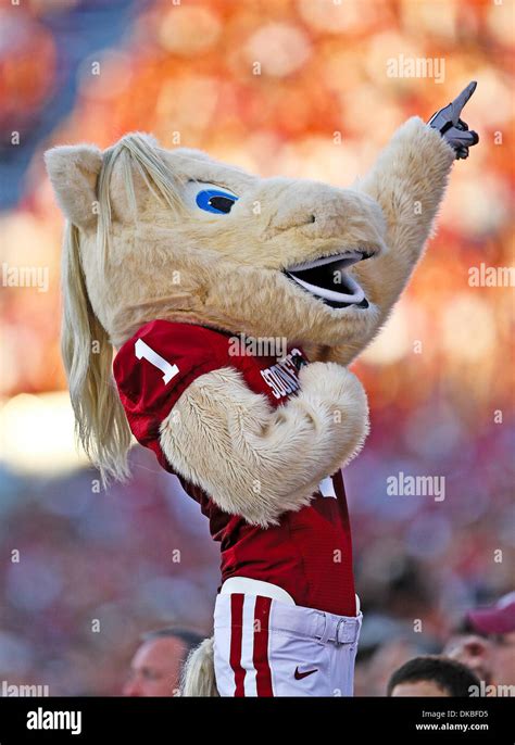 Oklahoma Sooners Mascot Hi Res Stock Photography And Images Alamy