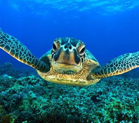 Sea Animal Turtle Free Wallpapers Animals Wallpapers