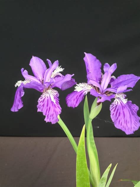 Iris Tectorum Japanese Roof Iris 4″ Pot Gardino Nursery