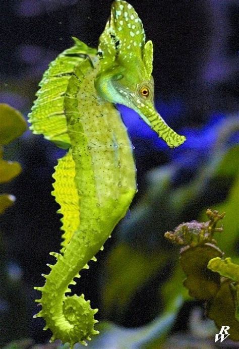 Tell Defra To Protect Threatened British Seahorses