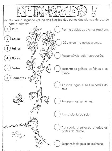 Questões Sobre O Reino Plantae