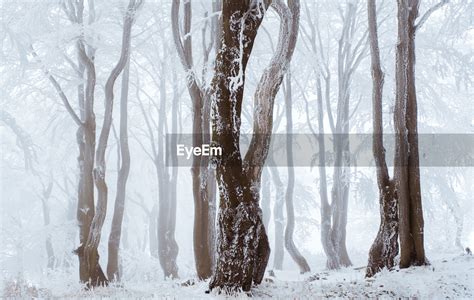 Bare Trees In Snow Covered Forest Id 114963197