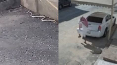 نجاة مواطن من ثعبان دخل في ملابسه بطريقة مرعبة فيديو